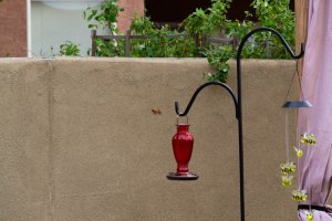 20200805HummingBirds002.jpg